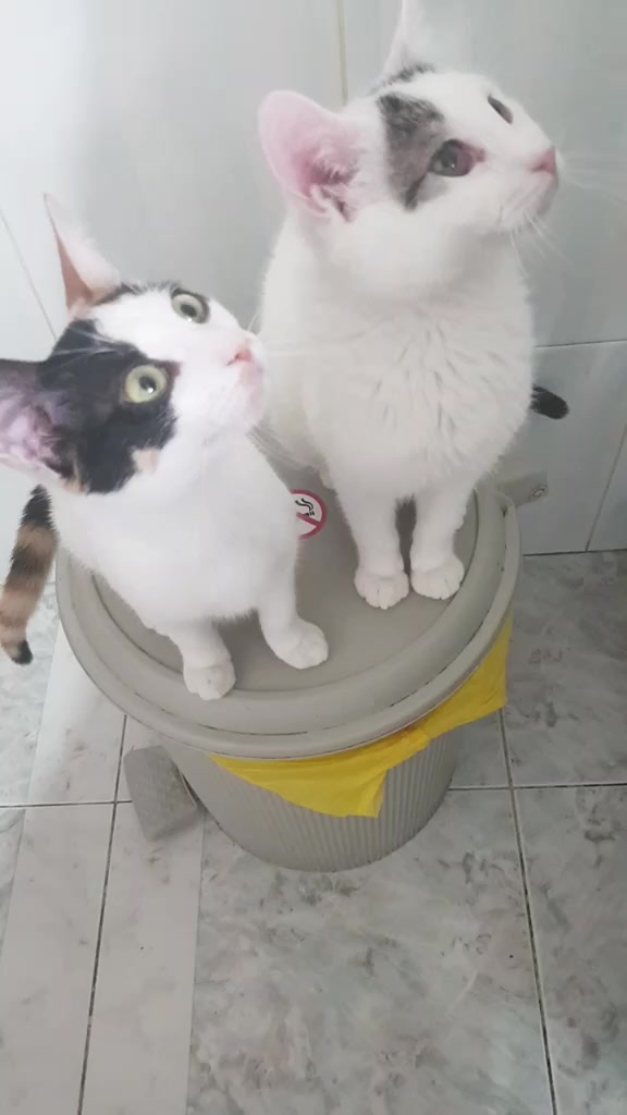 @💞S̴E̴V̴D̴A̴ ̴💞KEDİ💞