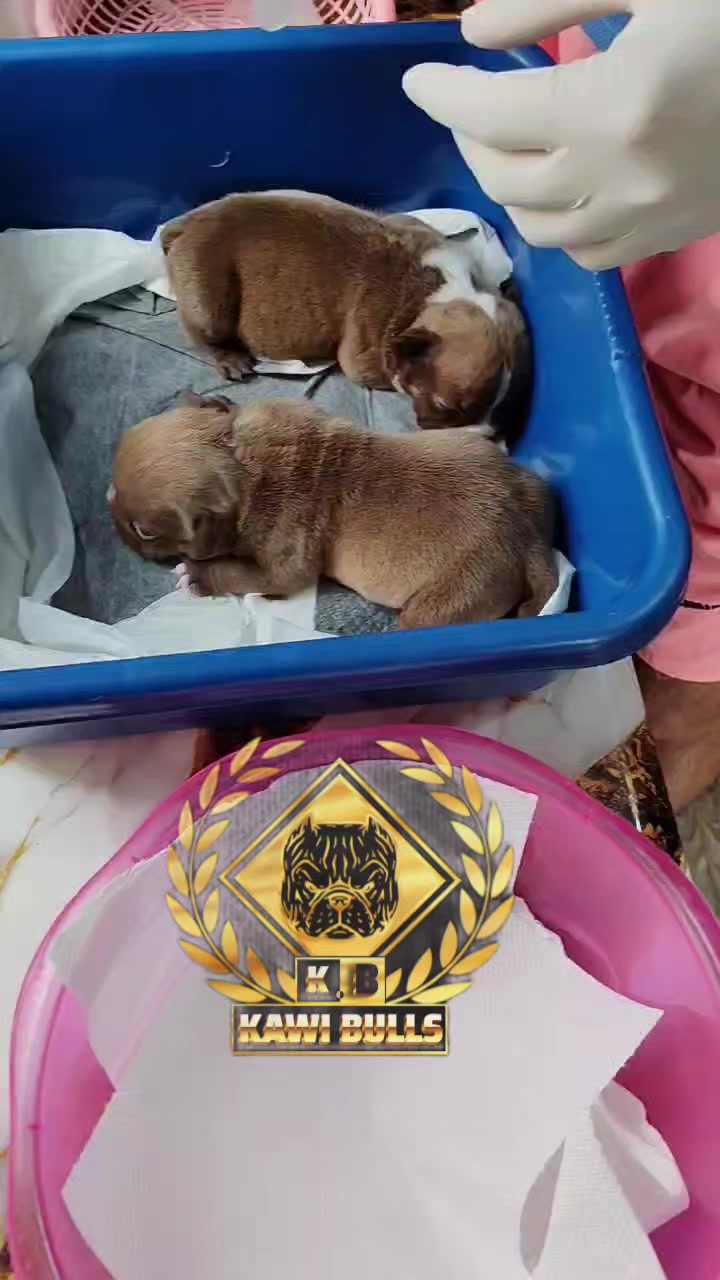 @KAWIBULLS
