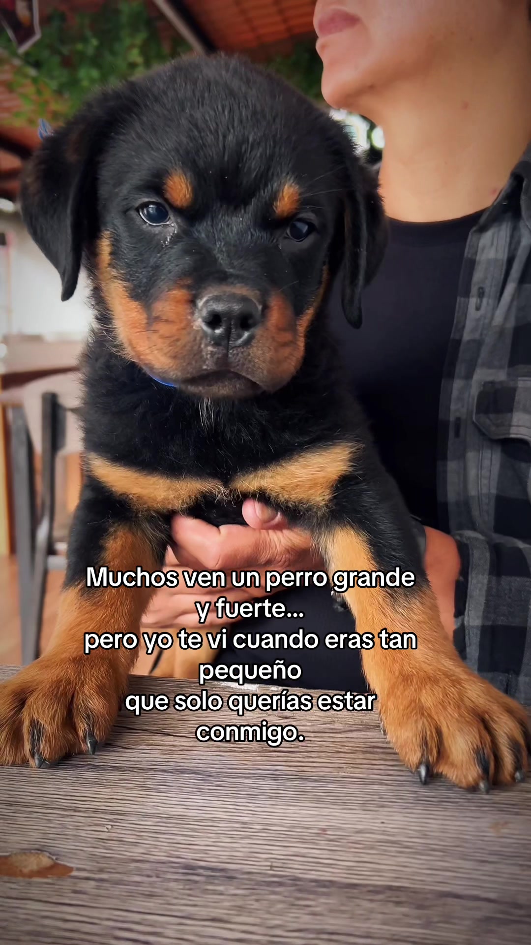 @I love DOGS