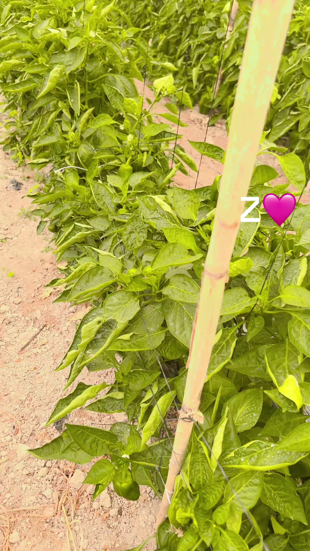 @بنت البلو شيه 🌸
