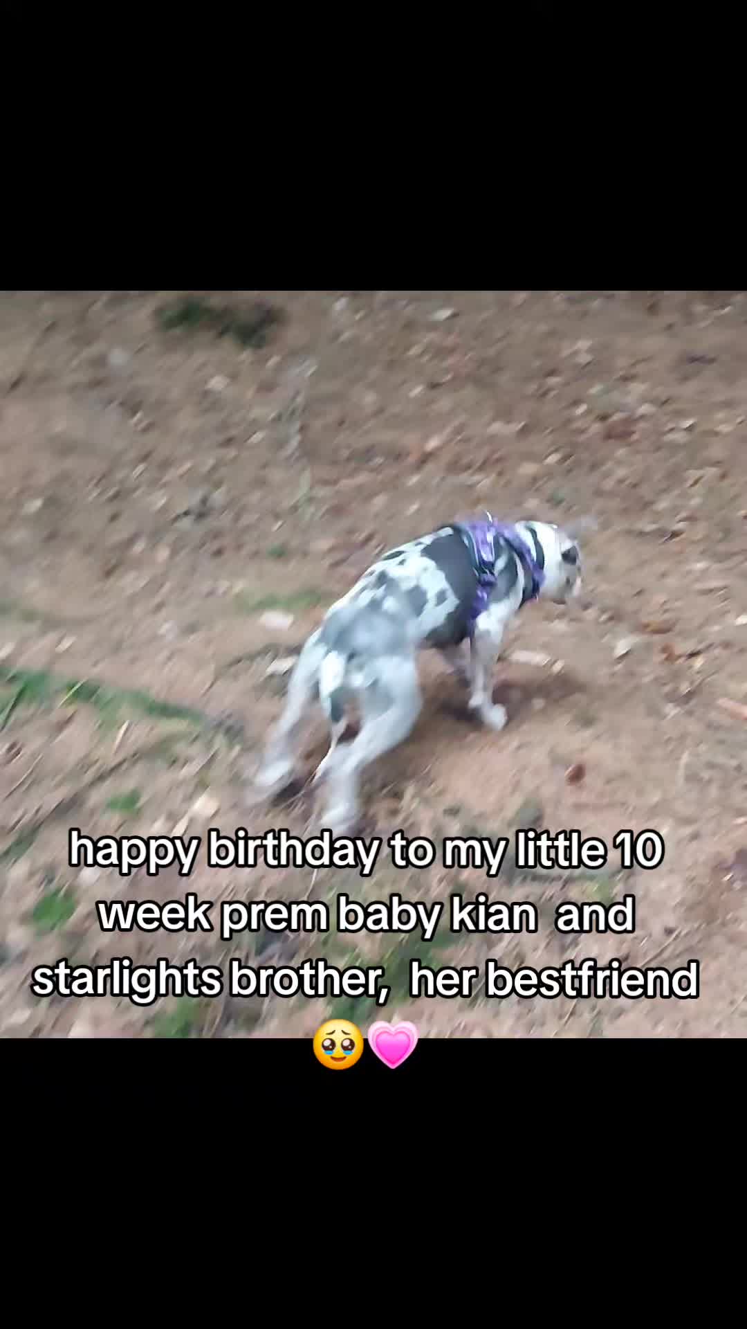 @kirsty+starlight the xl bully