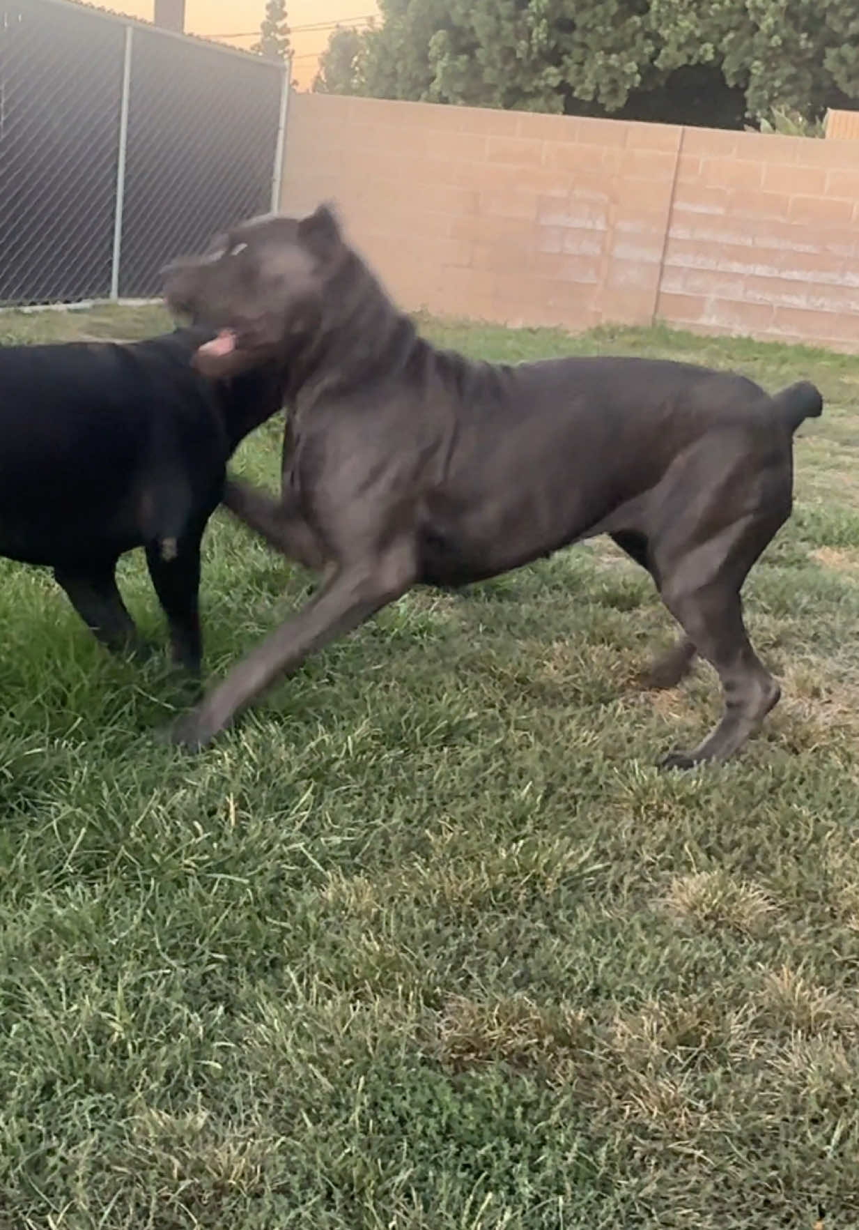 @noblepridecanecorso