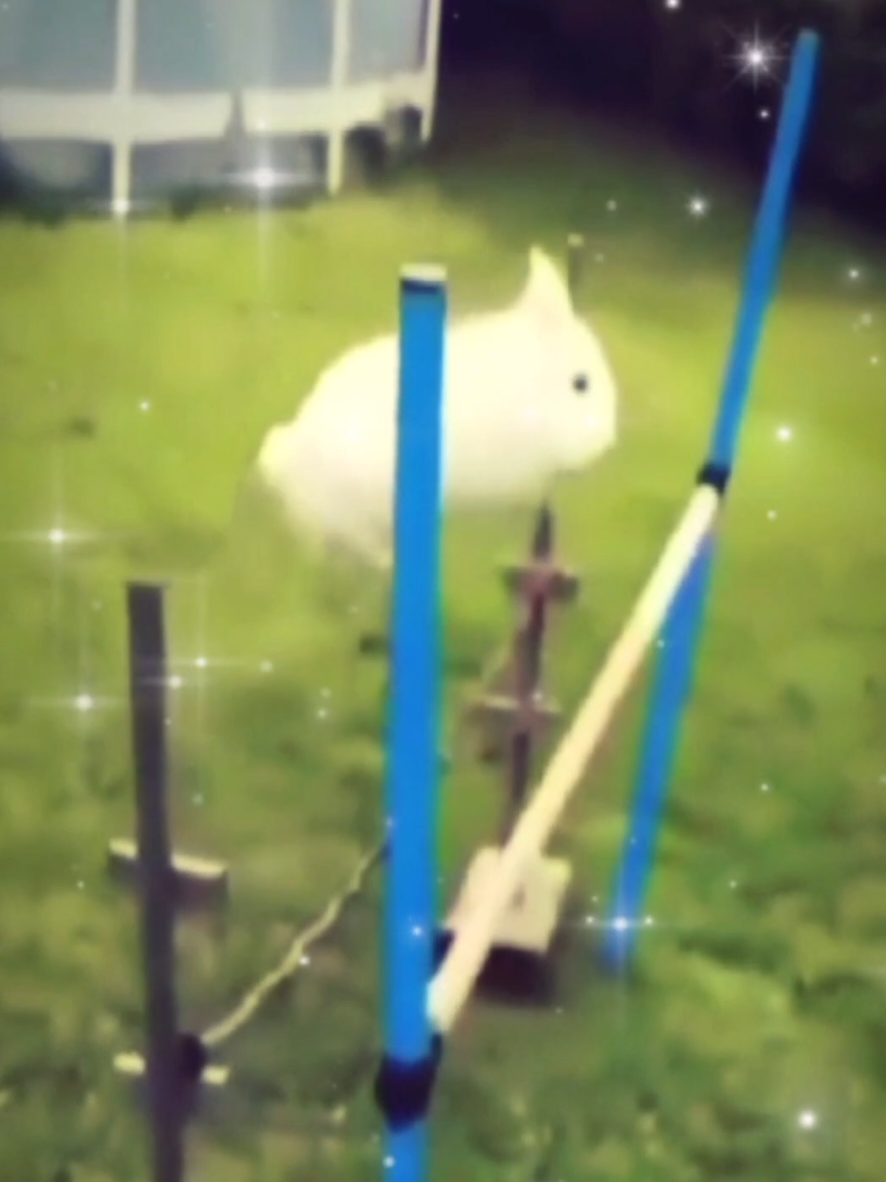 @ʕ˶ᵔ ﻌ ᵔ˶ʔ ♡ ⋆。˚