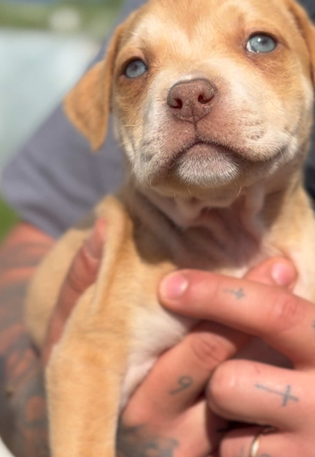 @RedForcePitbull