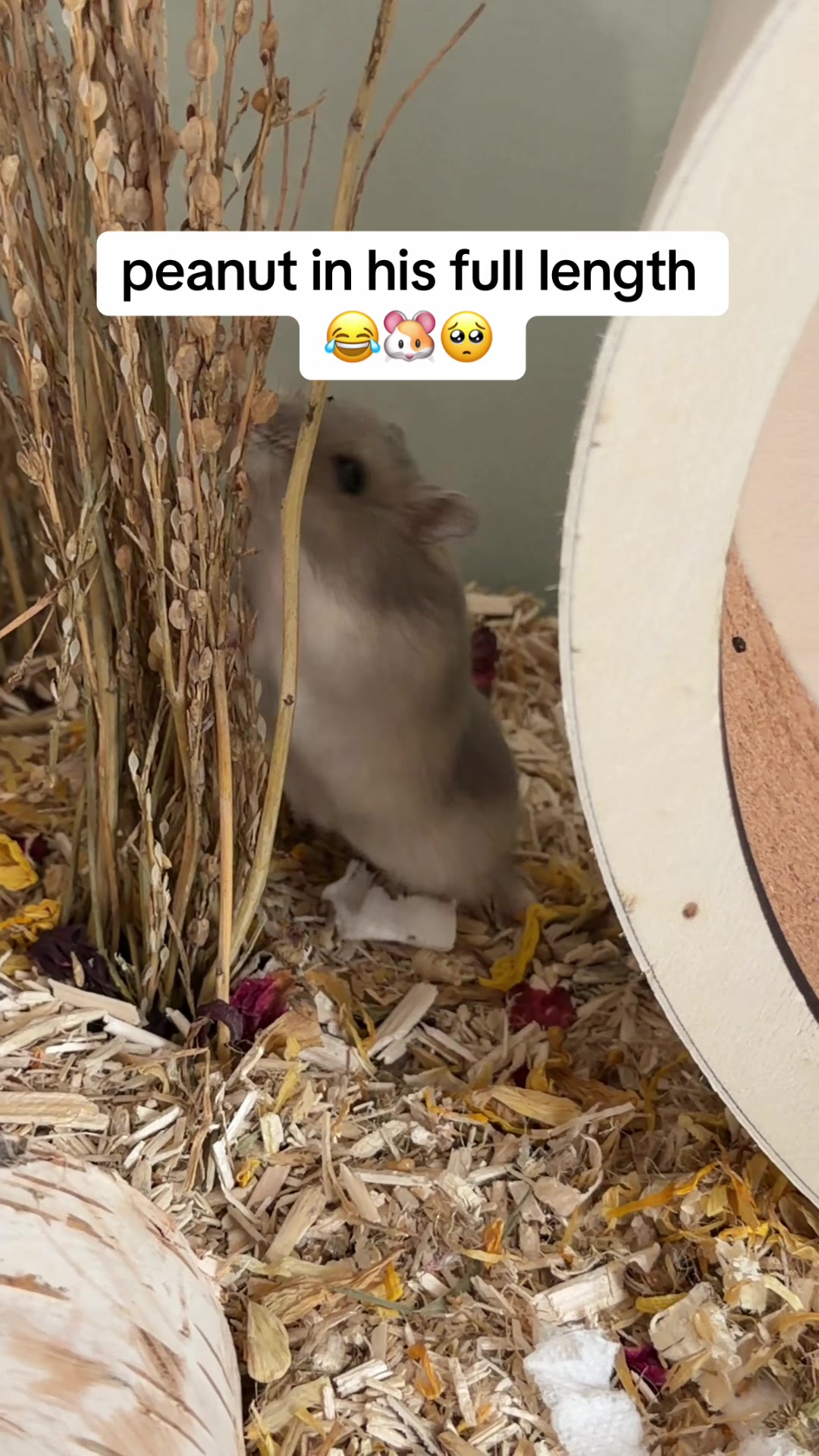 @peanutthehamster1