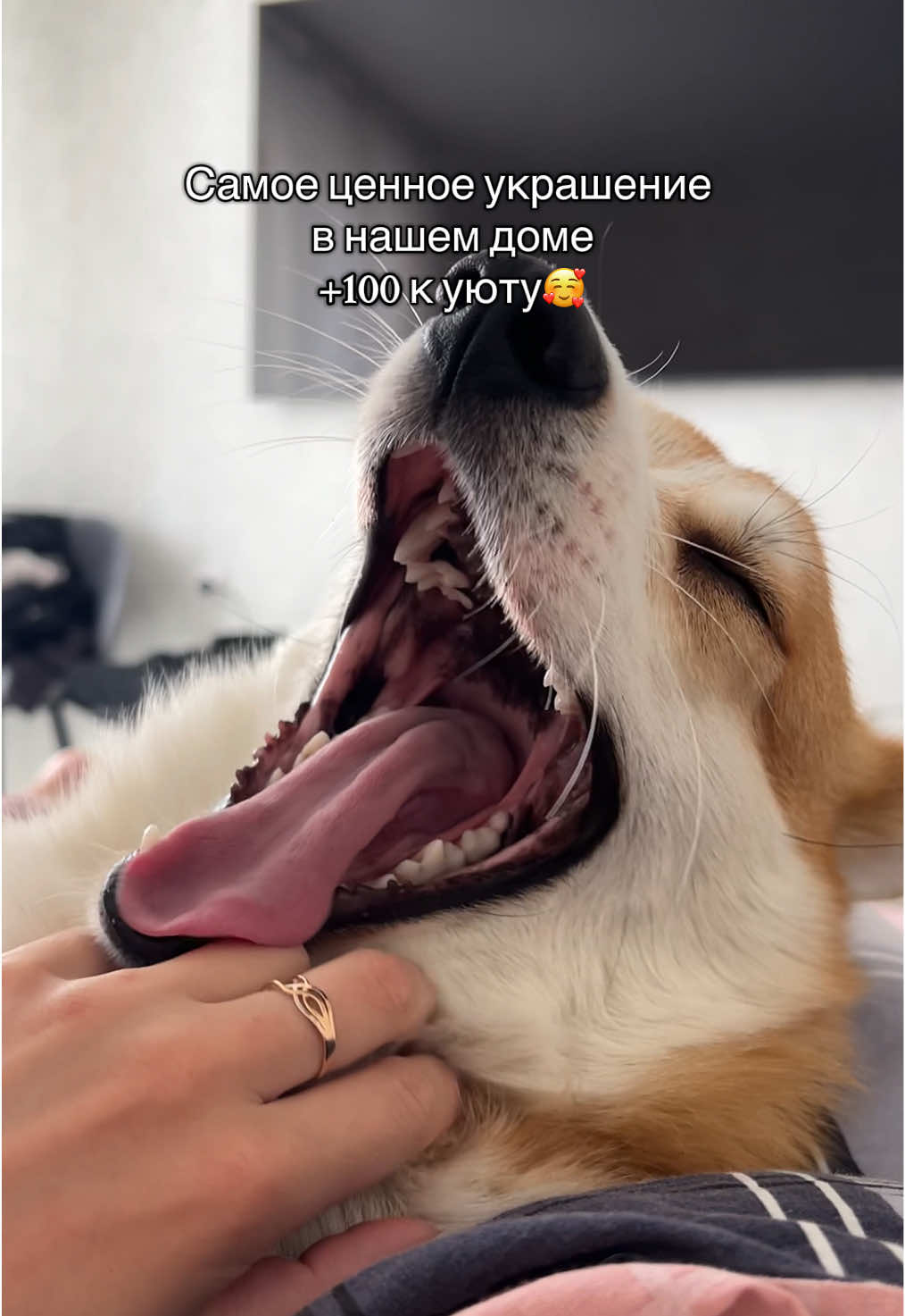 @corgimom.alntz