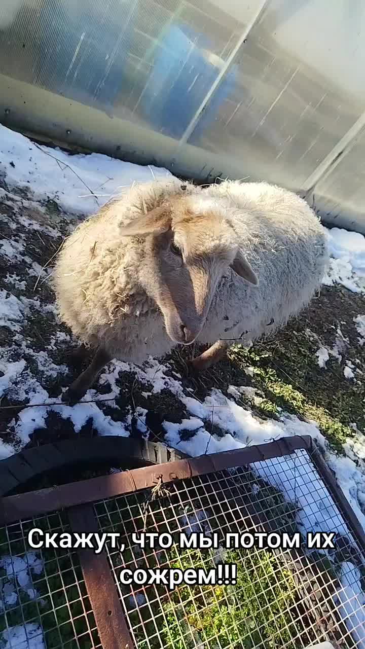 @деревеНский  блогер
