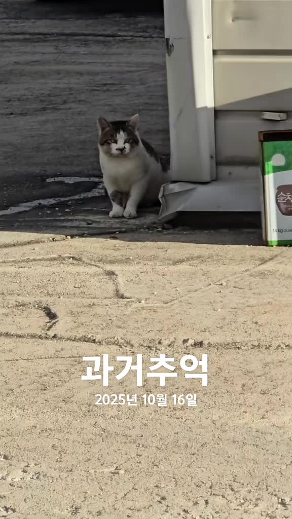 @고양이 형아