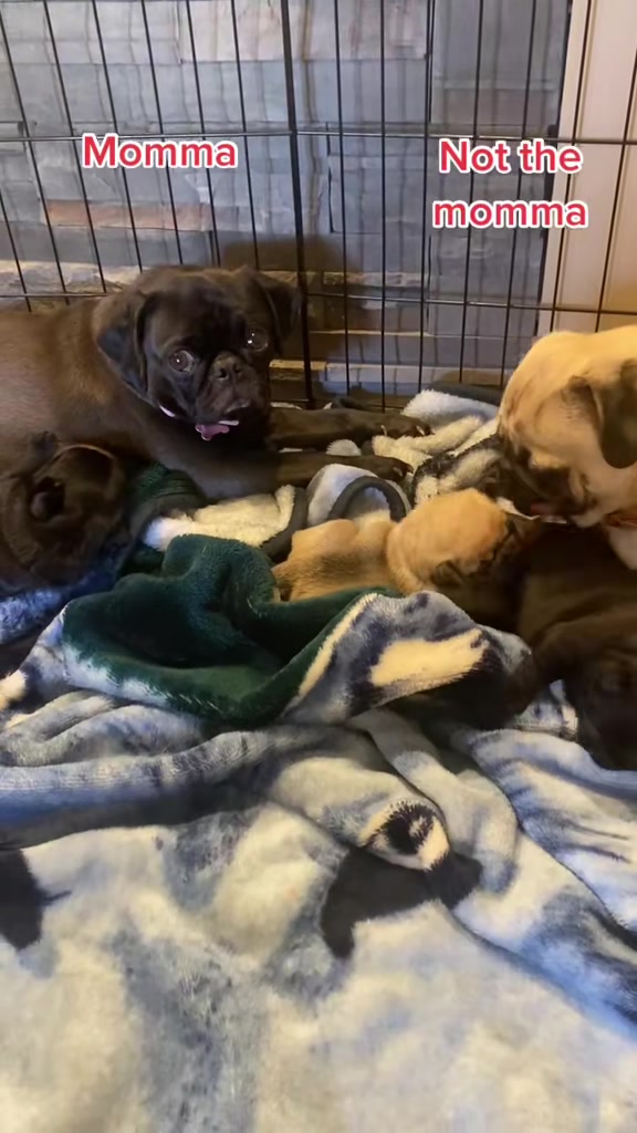@Pugaddict