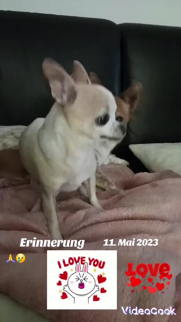 @Zweihorn