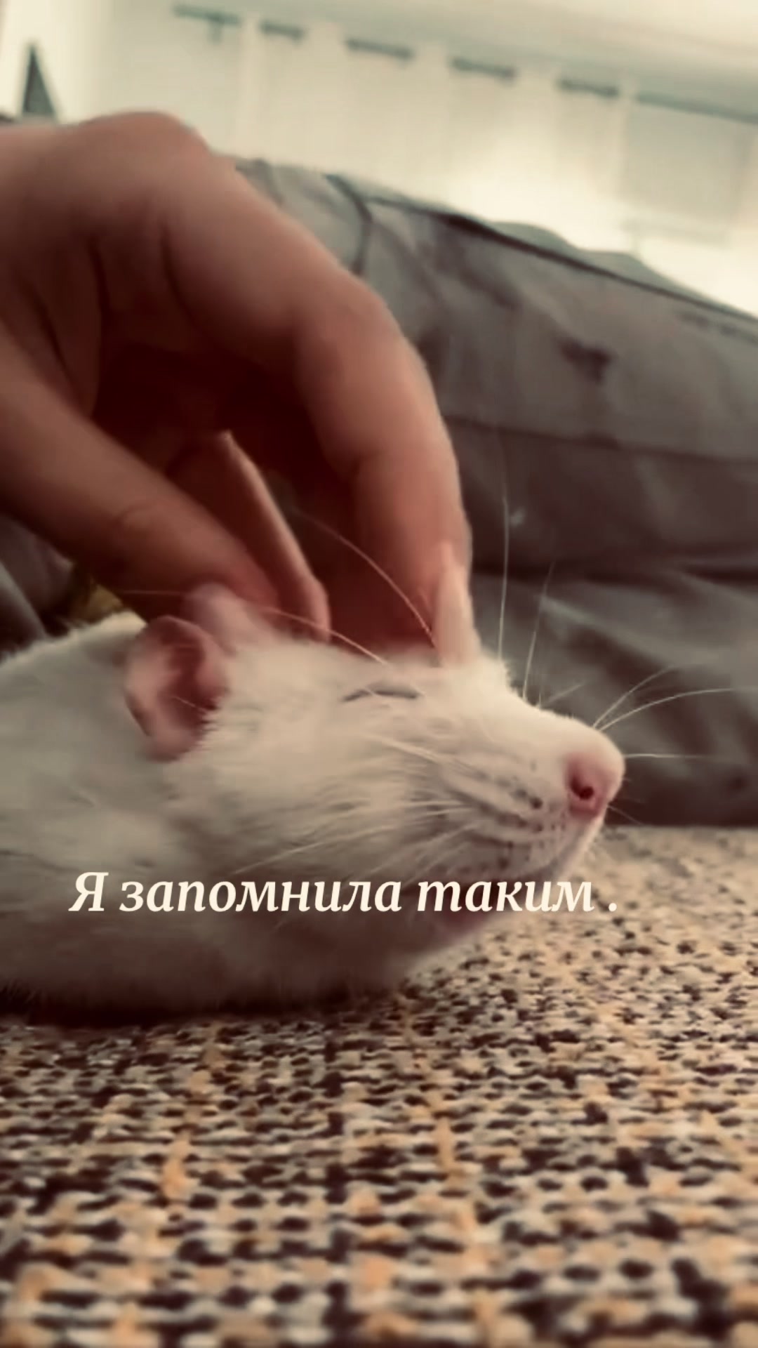 @лисица.