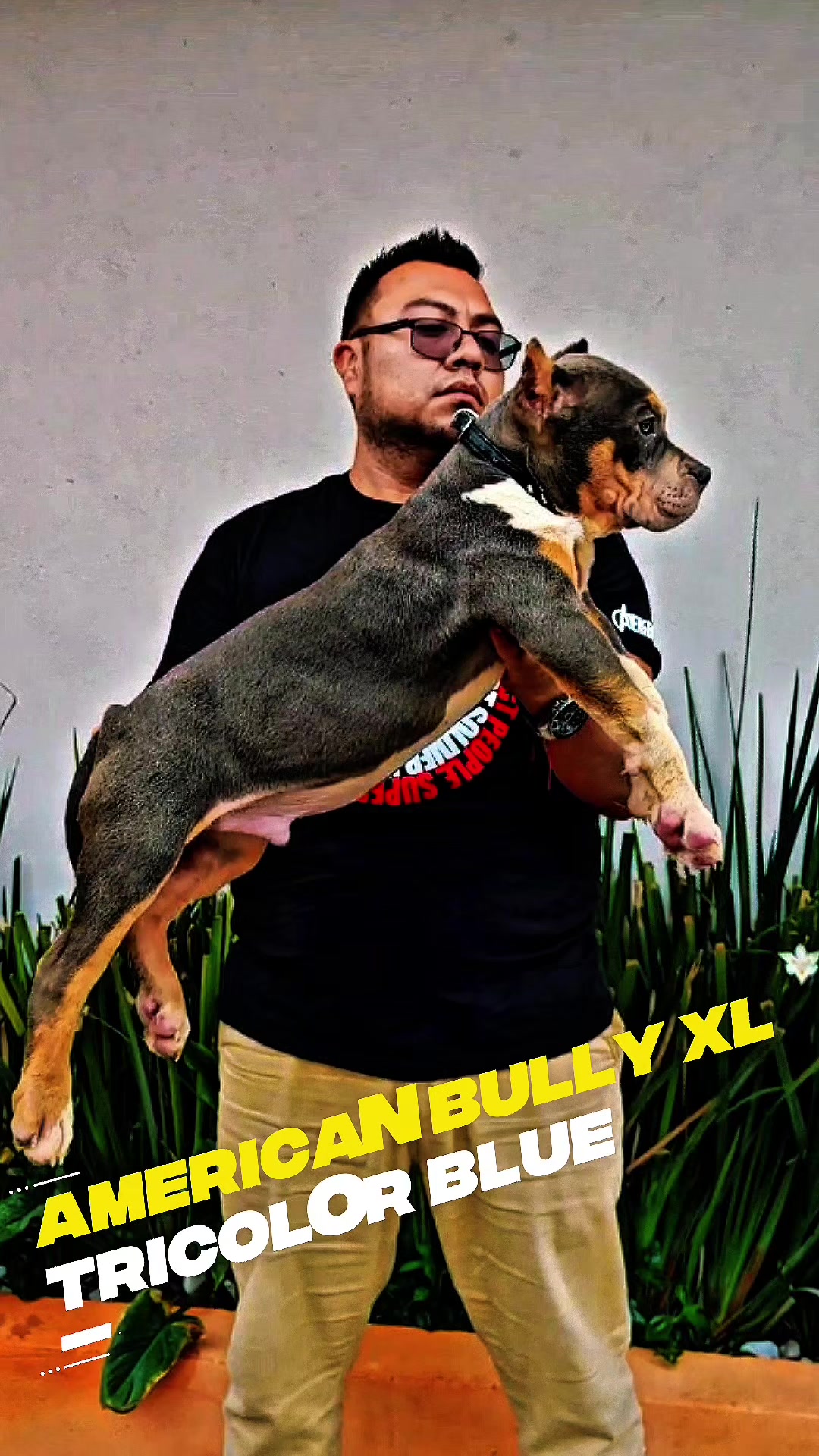 @GALVAN BULLY KENNEL OFFICIAL