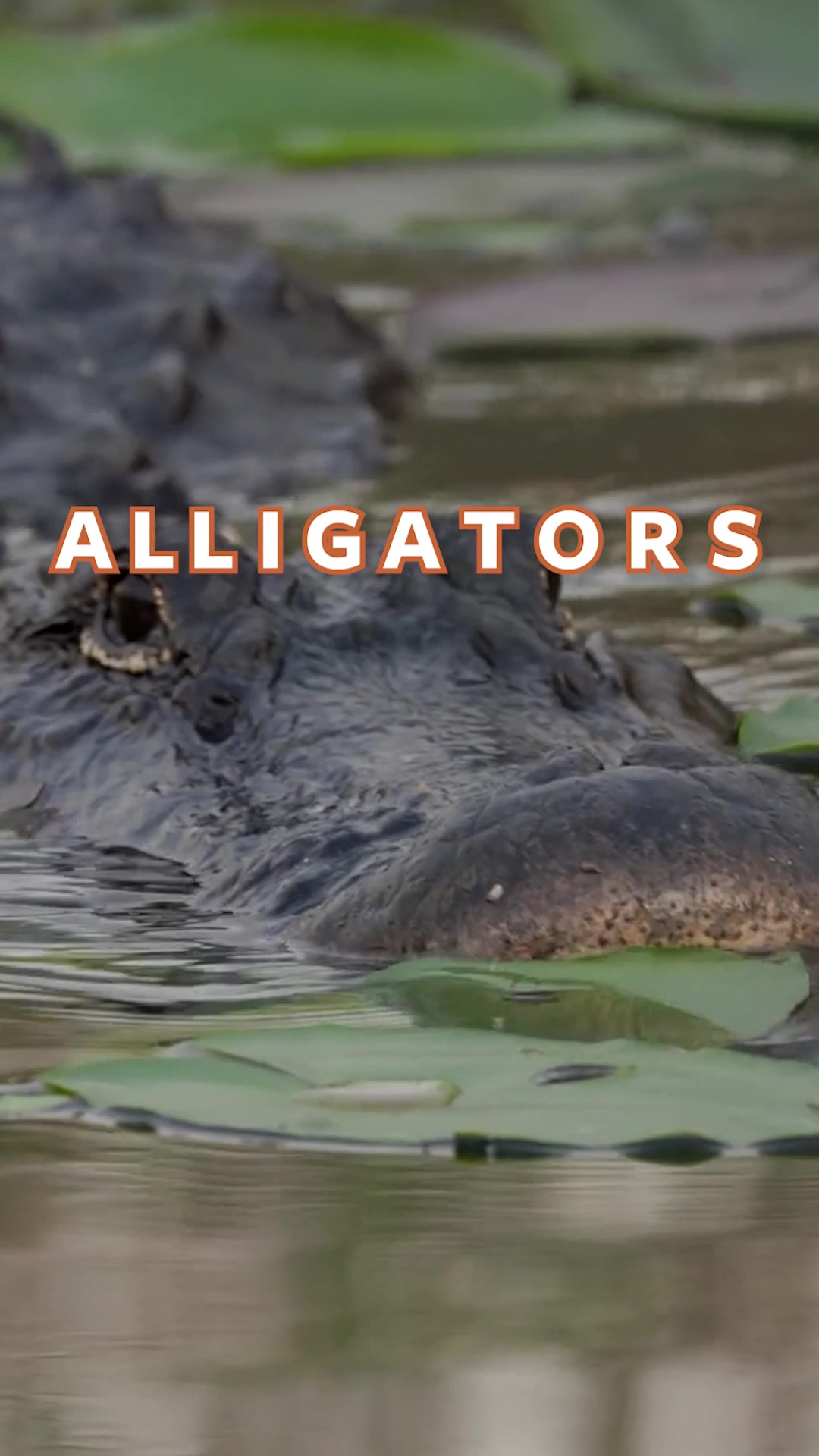 @Mutual of Omaha's Wild Kingdom