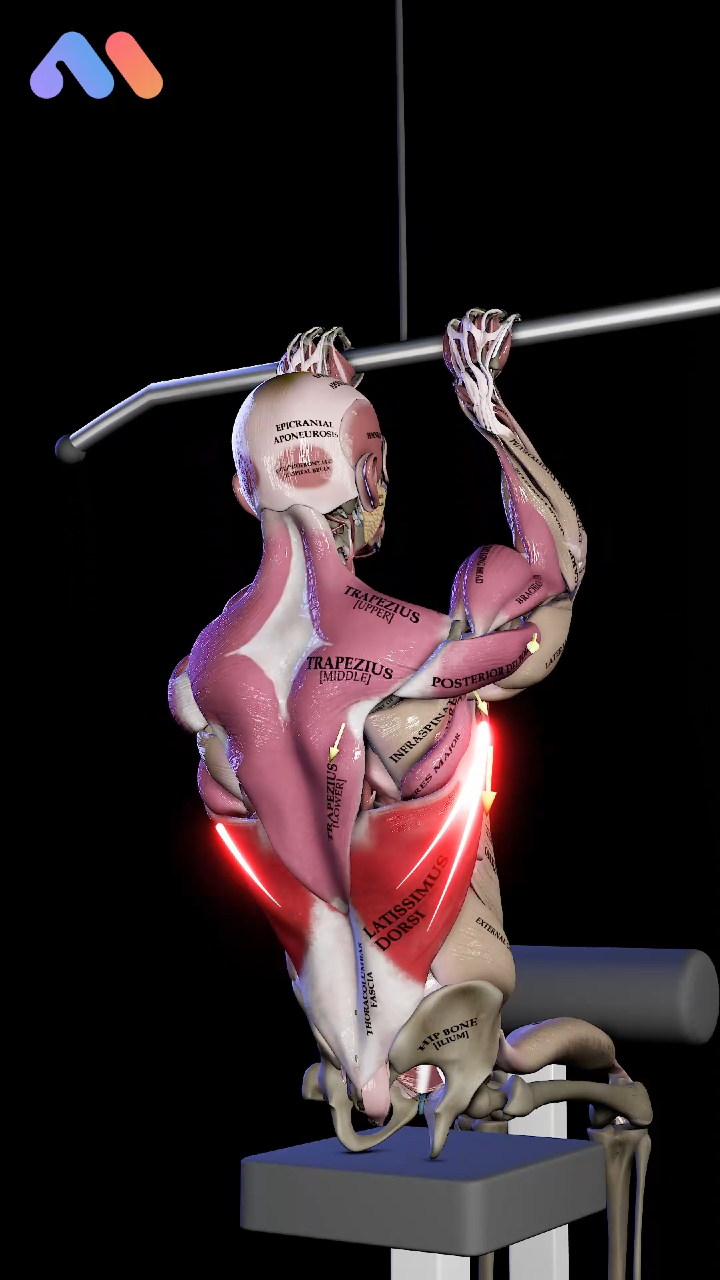 @Muscle & Motion