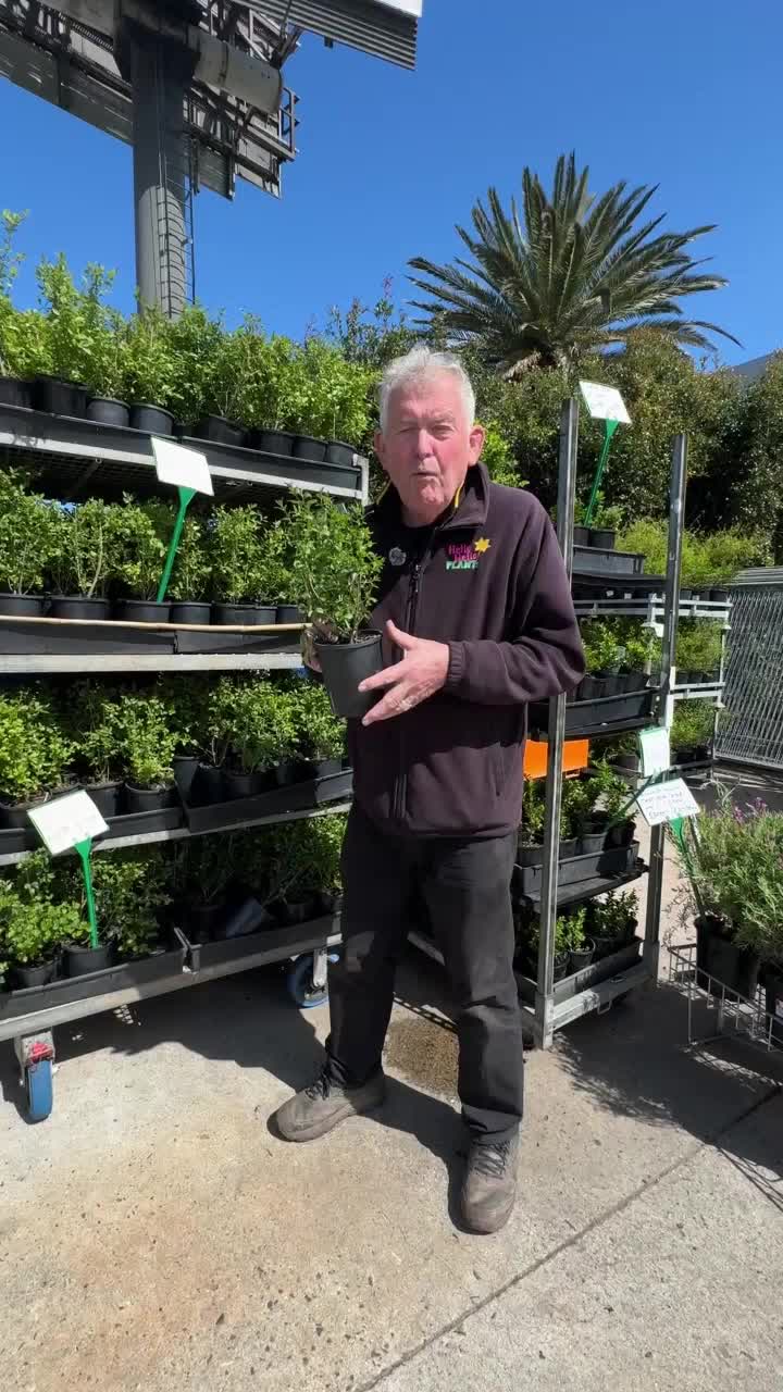 @Hello Hello Plants Nursery