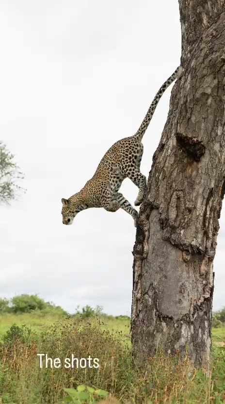 @Jabulani Safari