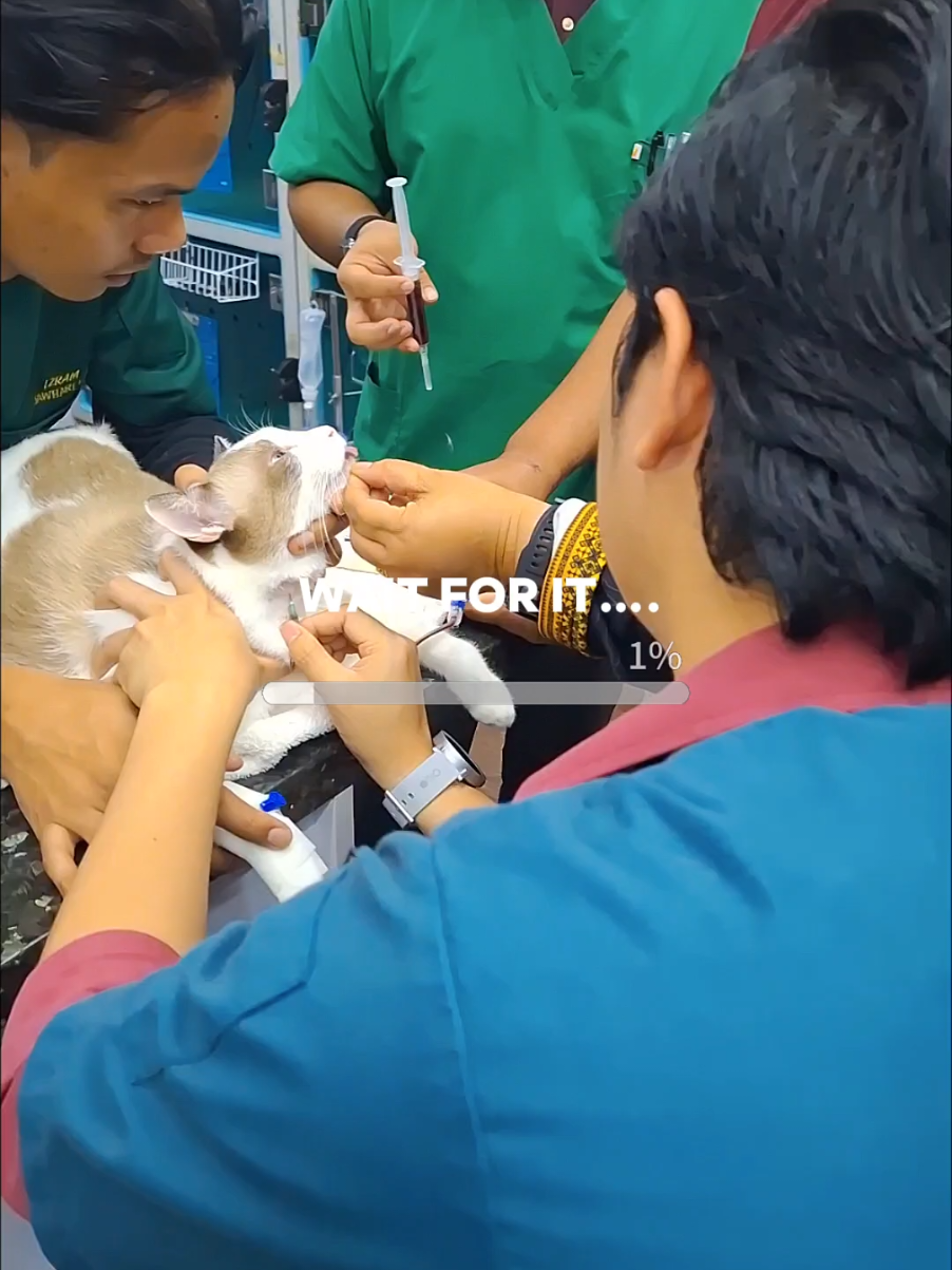 @Jawhari Cat Medical Centre