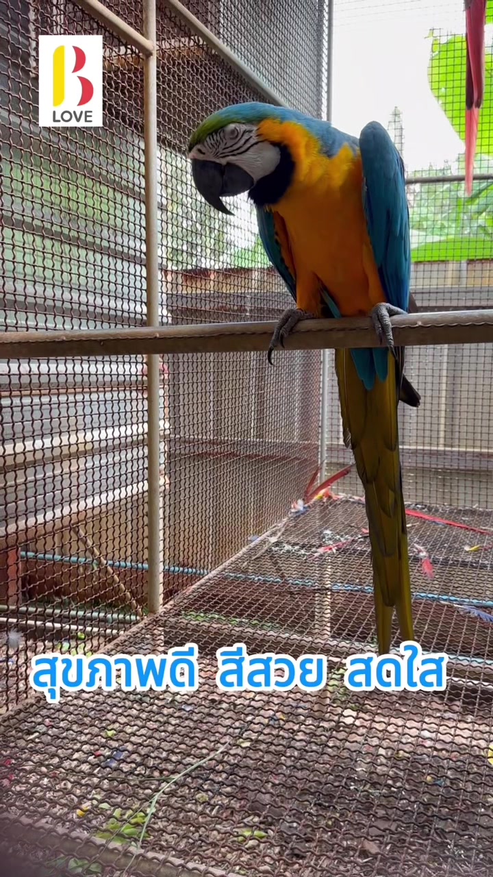 @pairronation