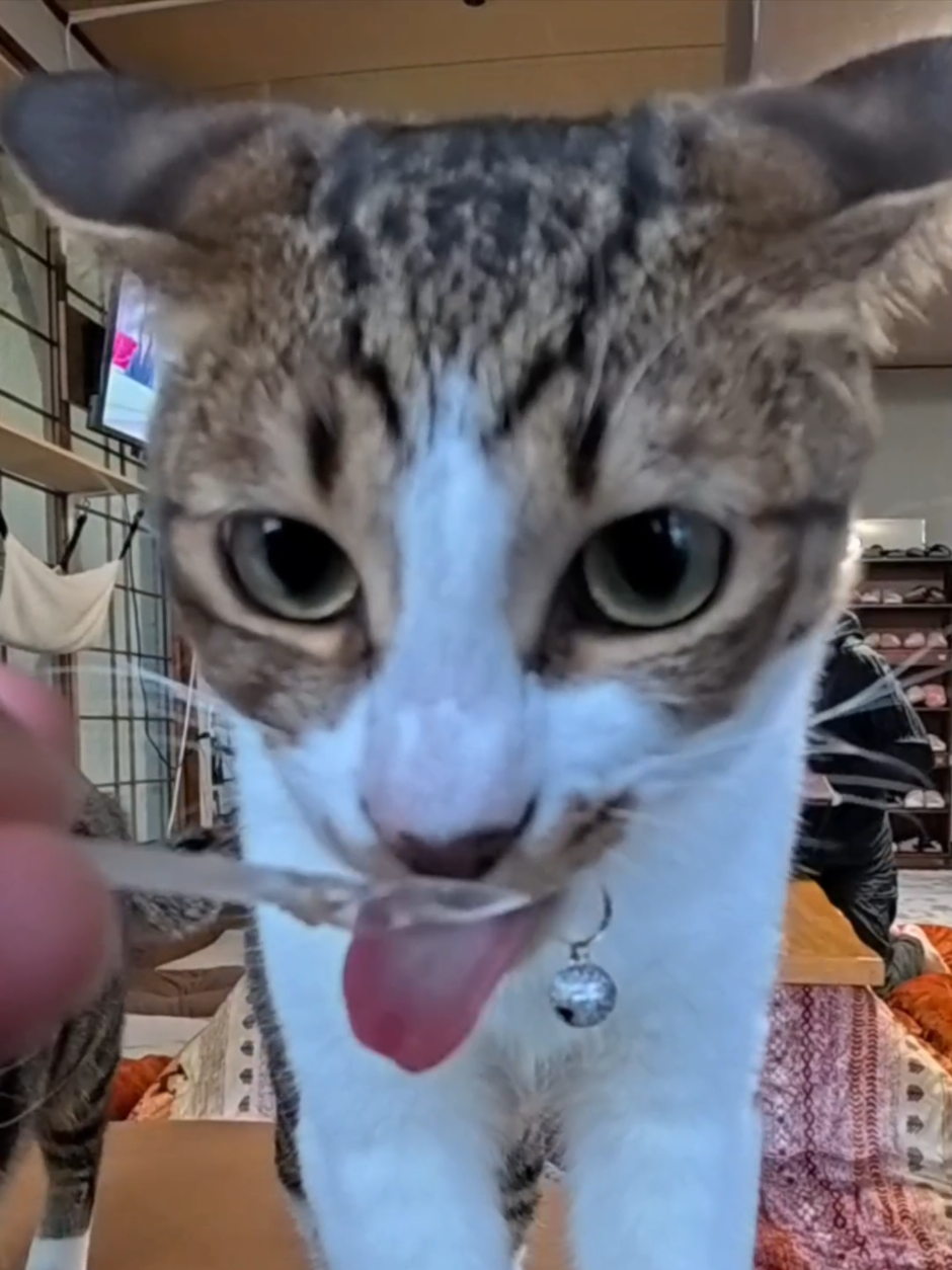 @感動猫動画