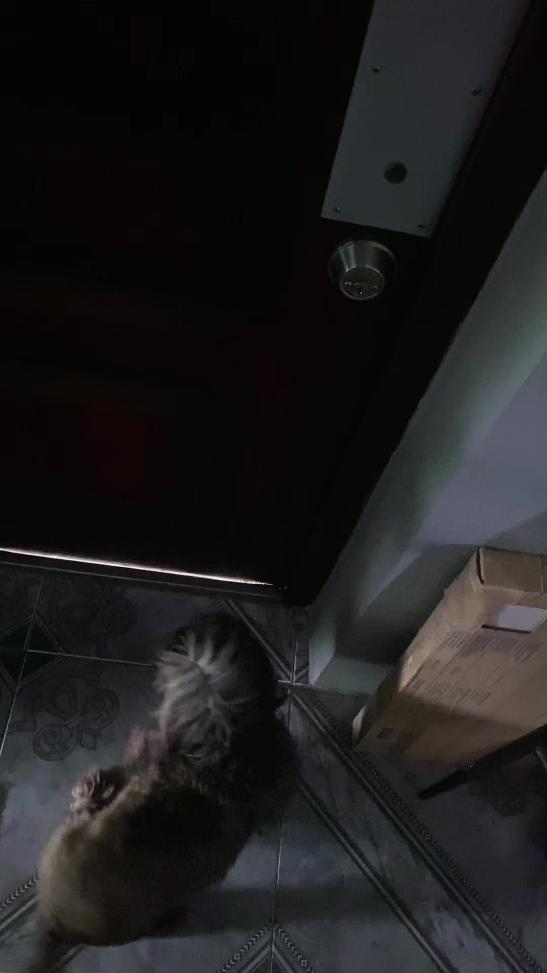 @HGDOLLY#2