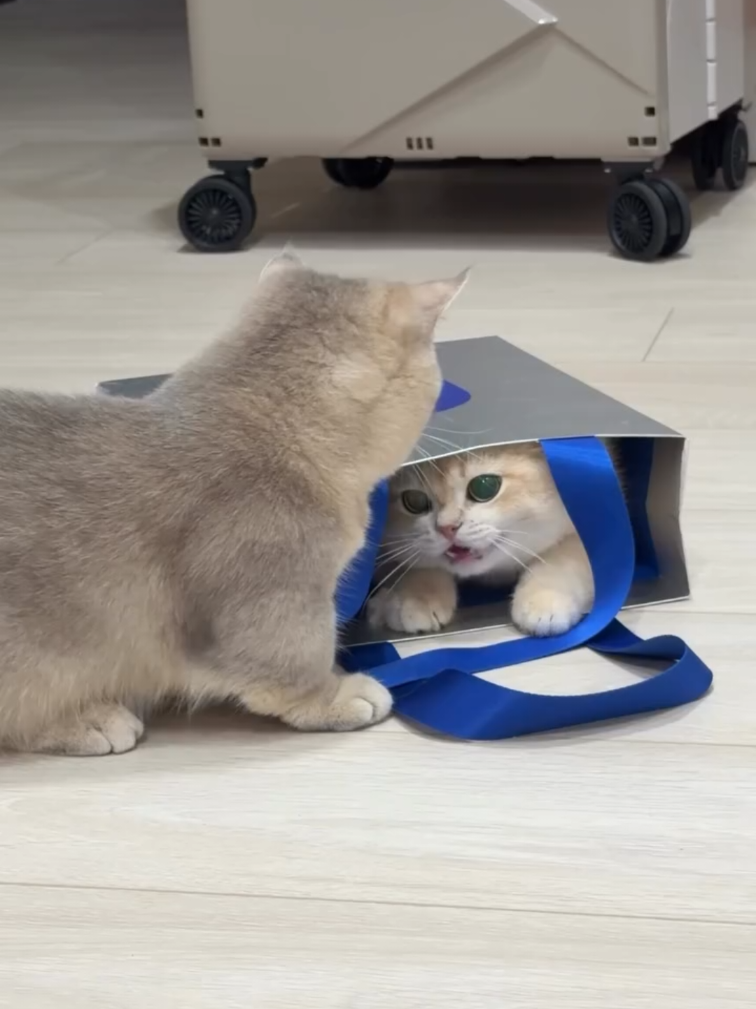 @Chonky World Of Cats