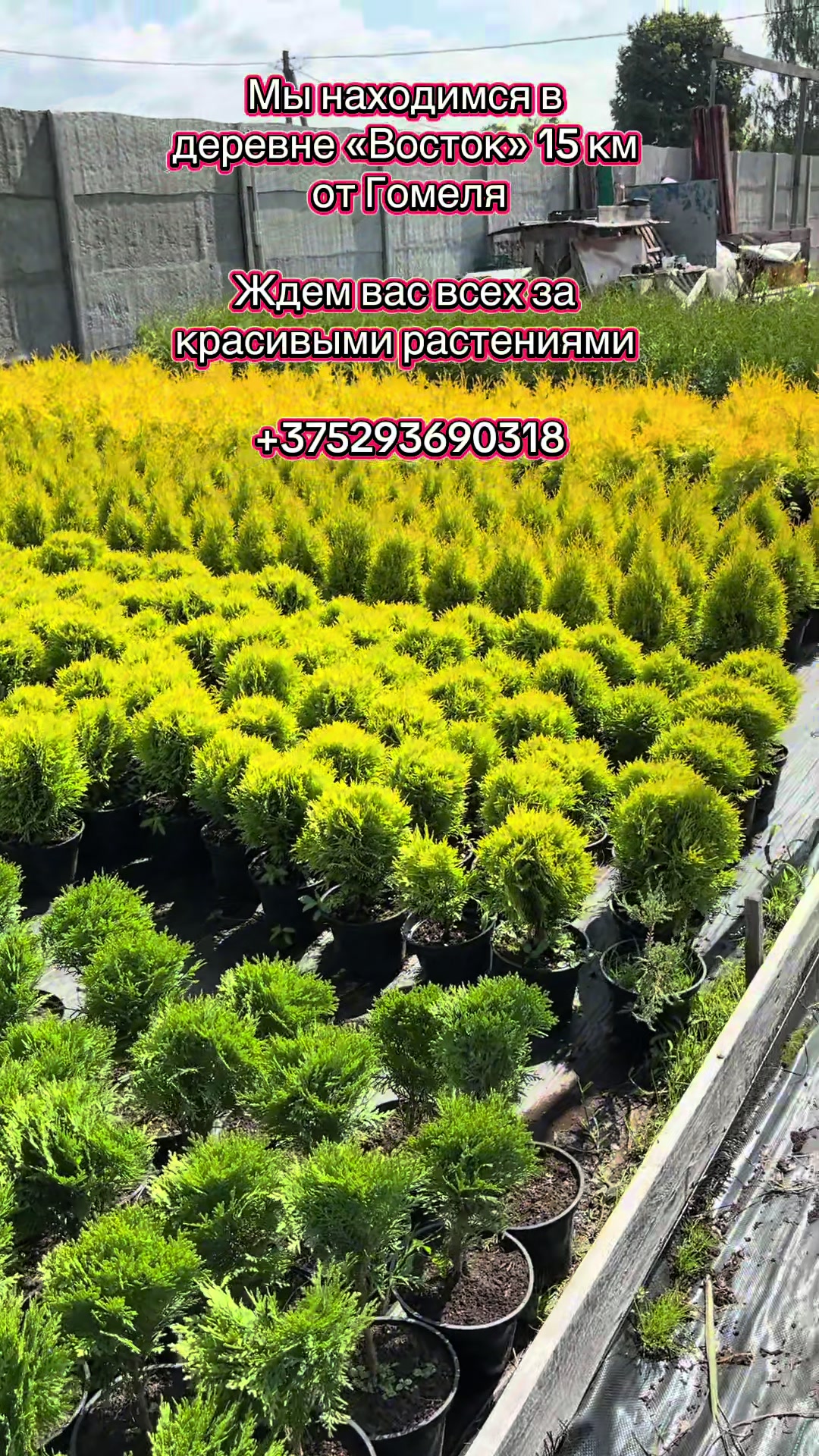 @lavender_garden_gomel