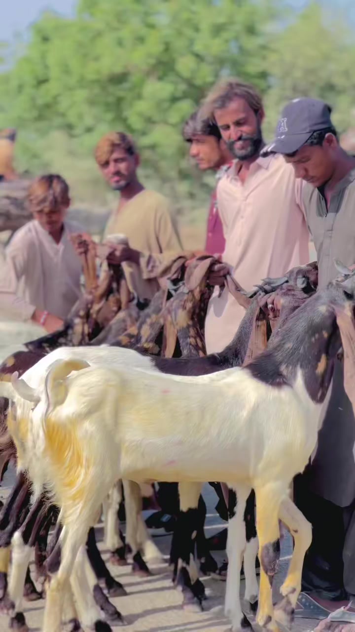 @✨.زاهد سولنگي واپاري. 🐐