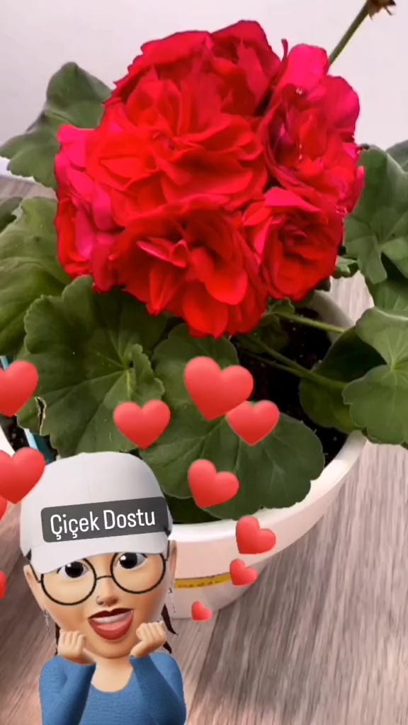 @💧&Ccedil;i&ccedil;ek dostu 🇹🇷💧