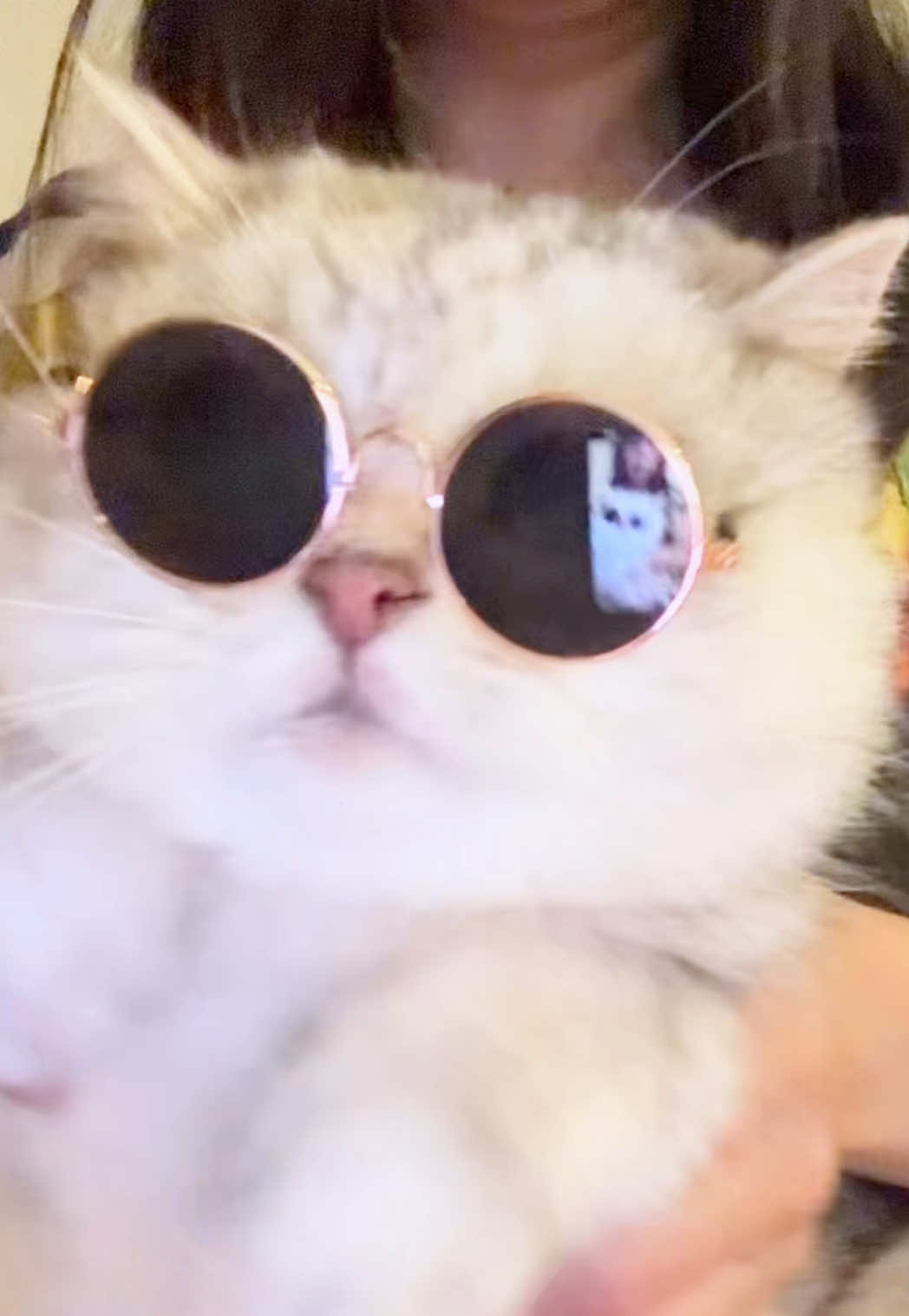 @Ollie the Cat