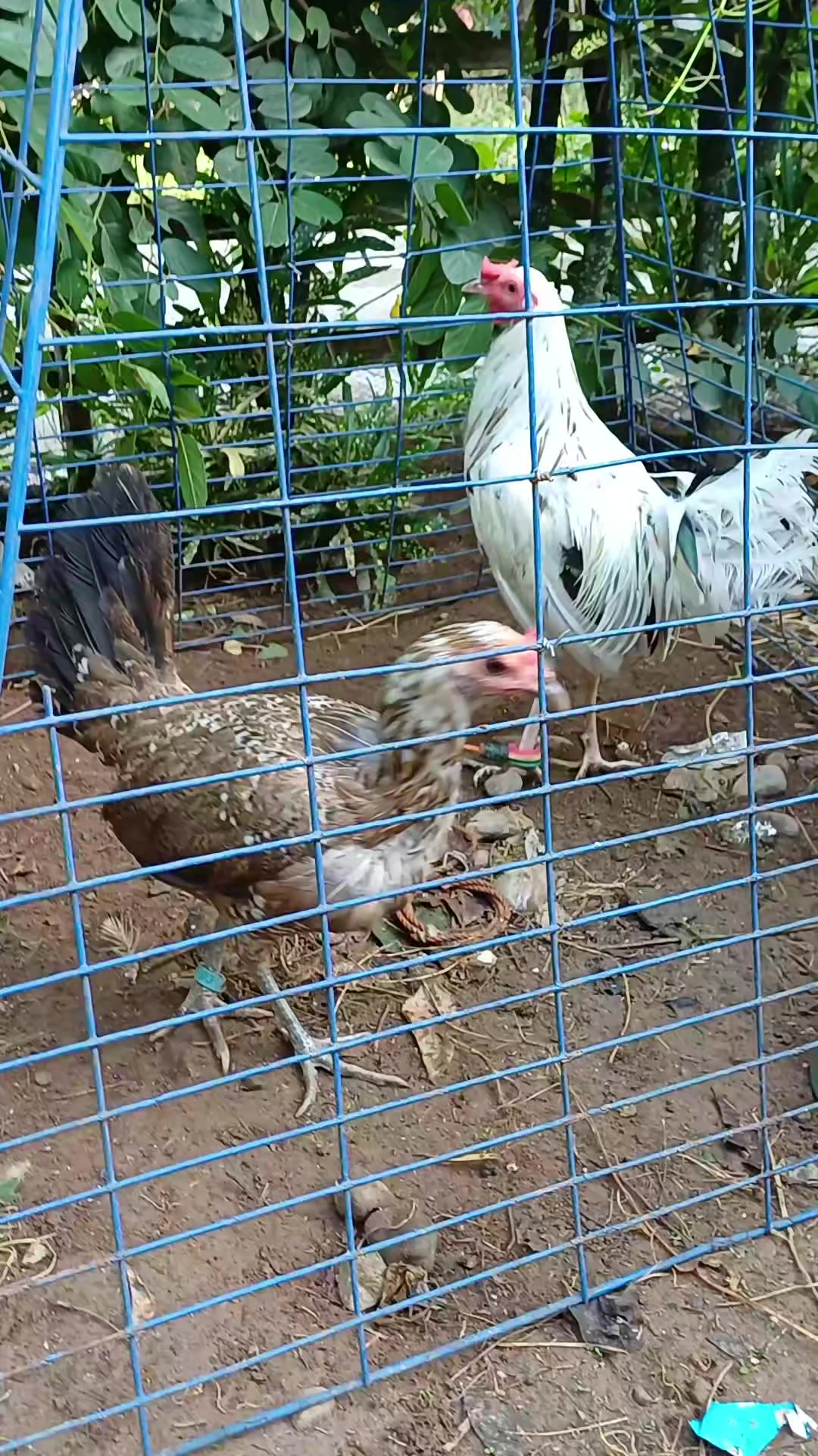 @6ix 2wo 1ne GameBirds