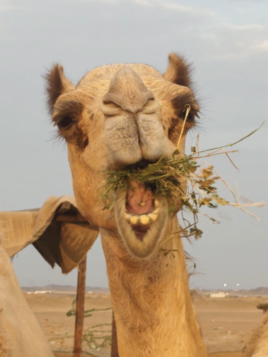 @funny:)animalsbytwins