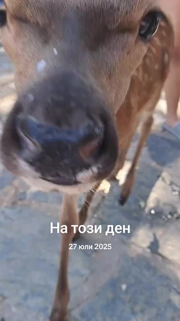 @galyailieva