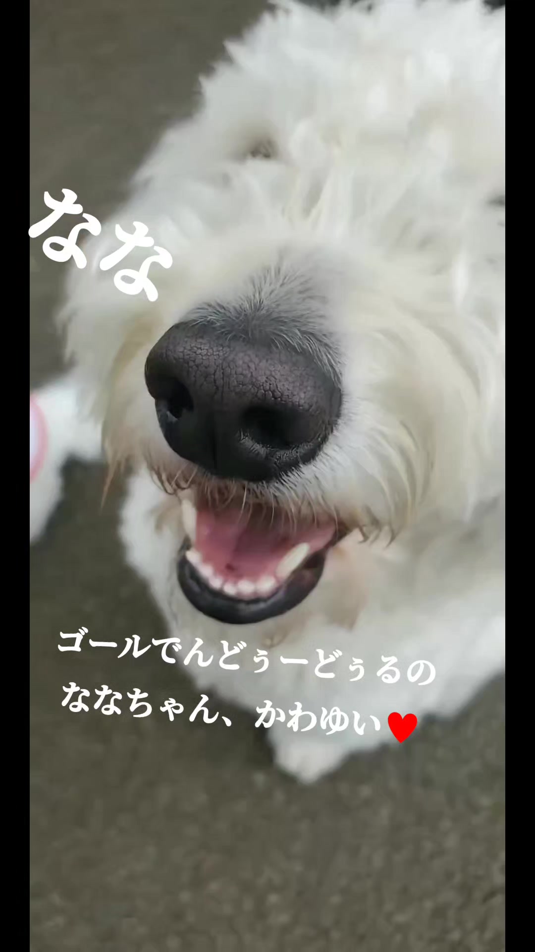 @タイガーコロンあぶちゃん