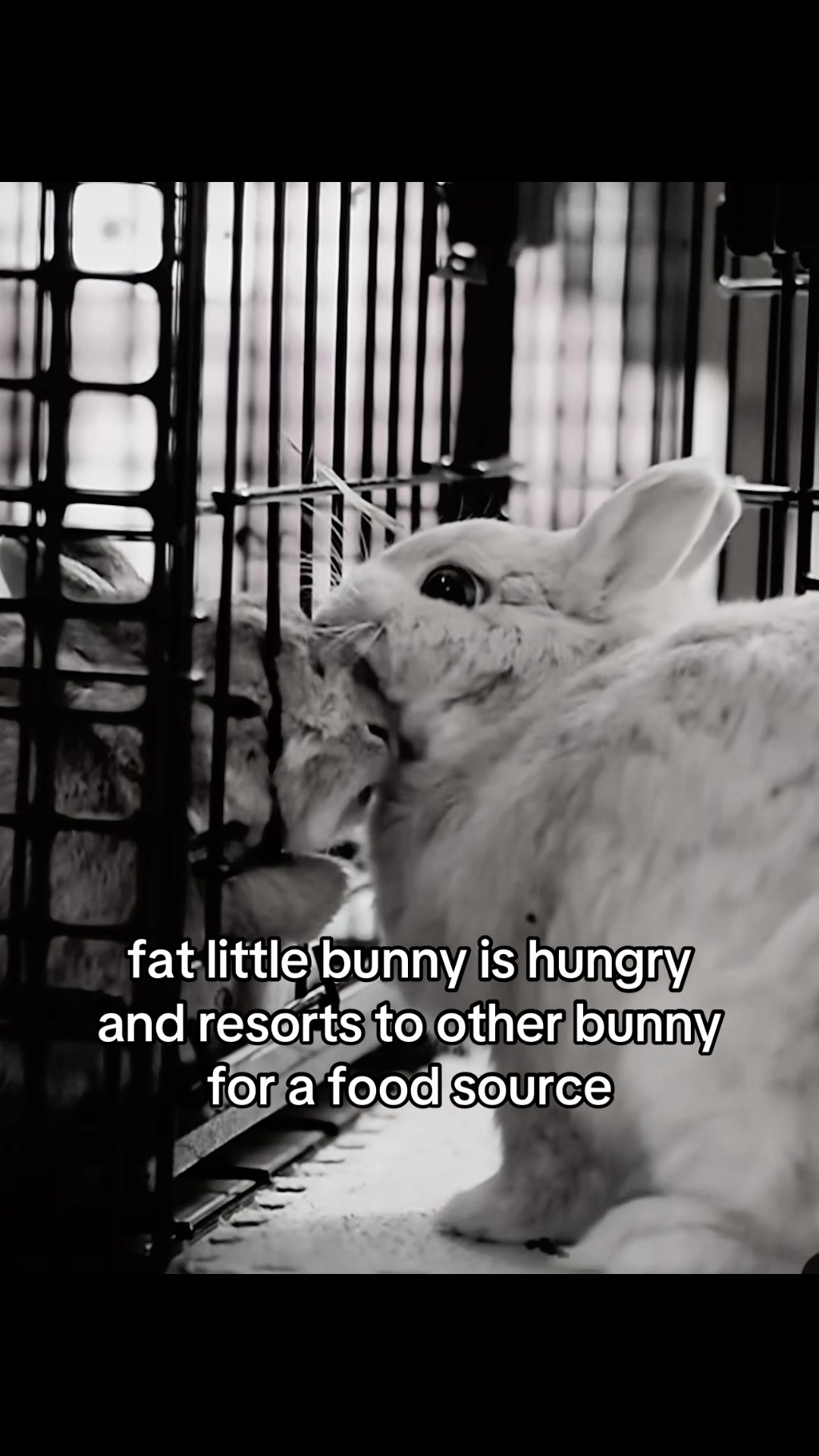 @chicken nugget