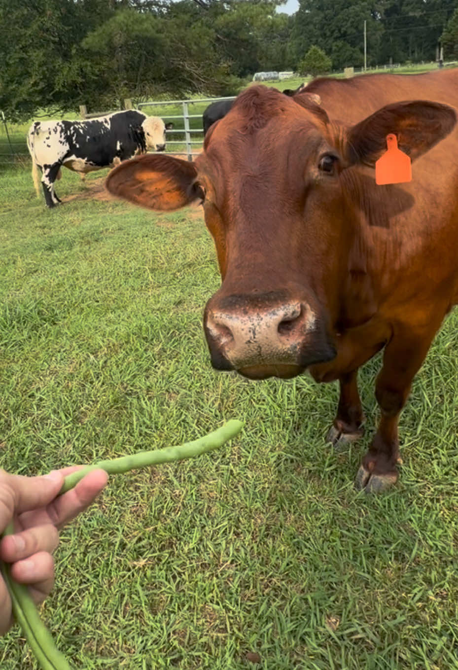 @Georgia Farm Girl
