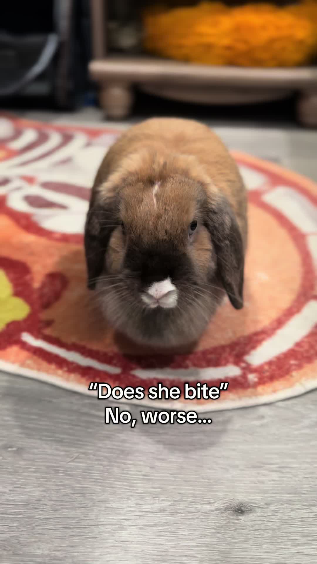 @honeythebunny24