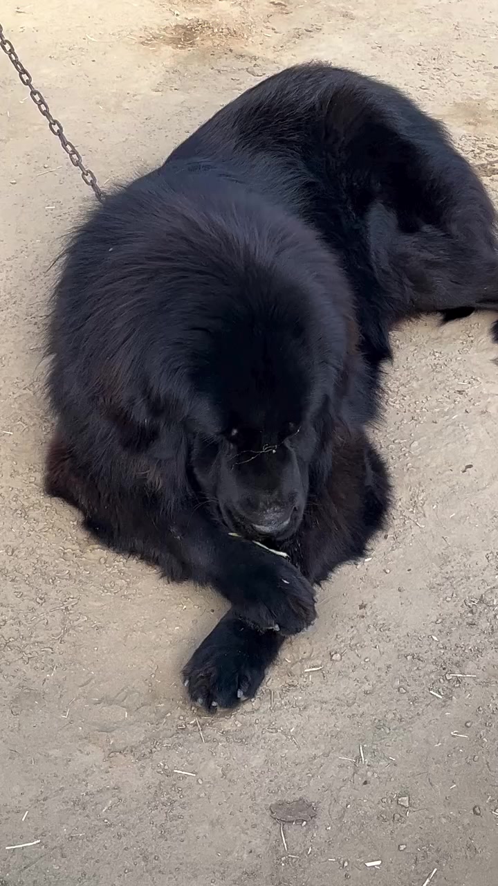 @Kashmiri_Bakrwal_Dog
