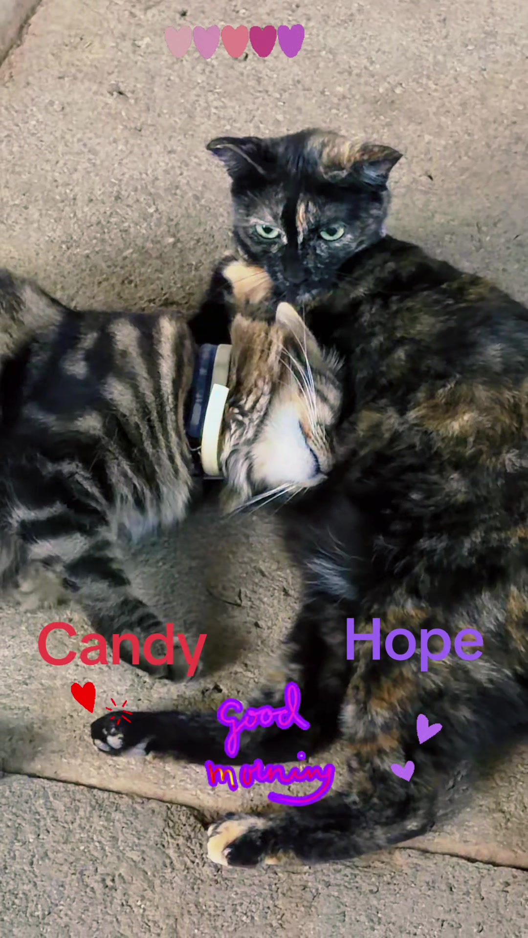 @Amri Gatitos