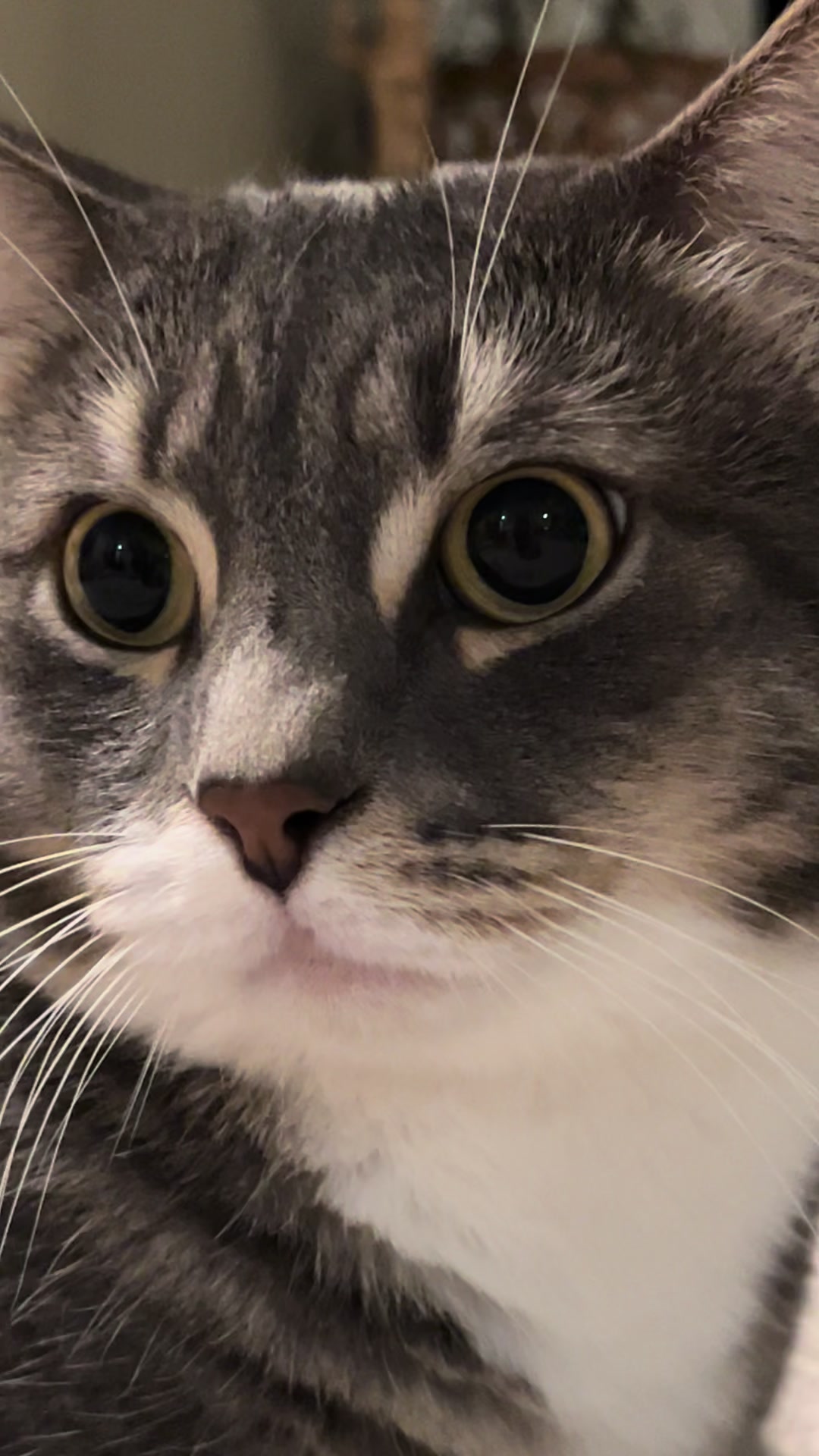 @猫のテツ