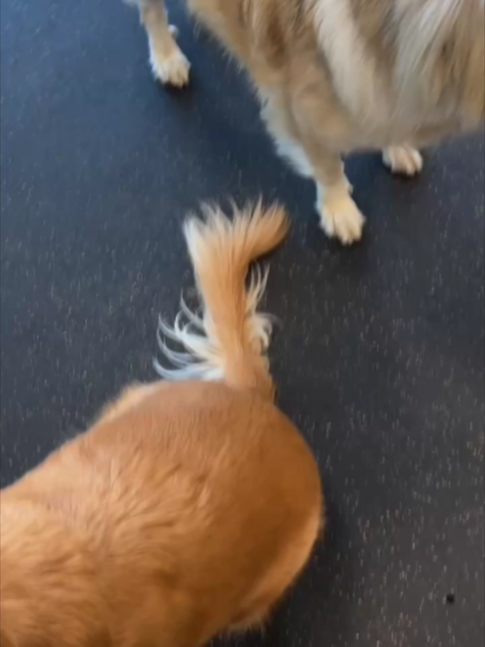 @Dogtopia