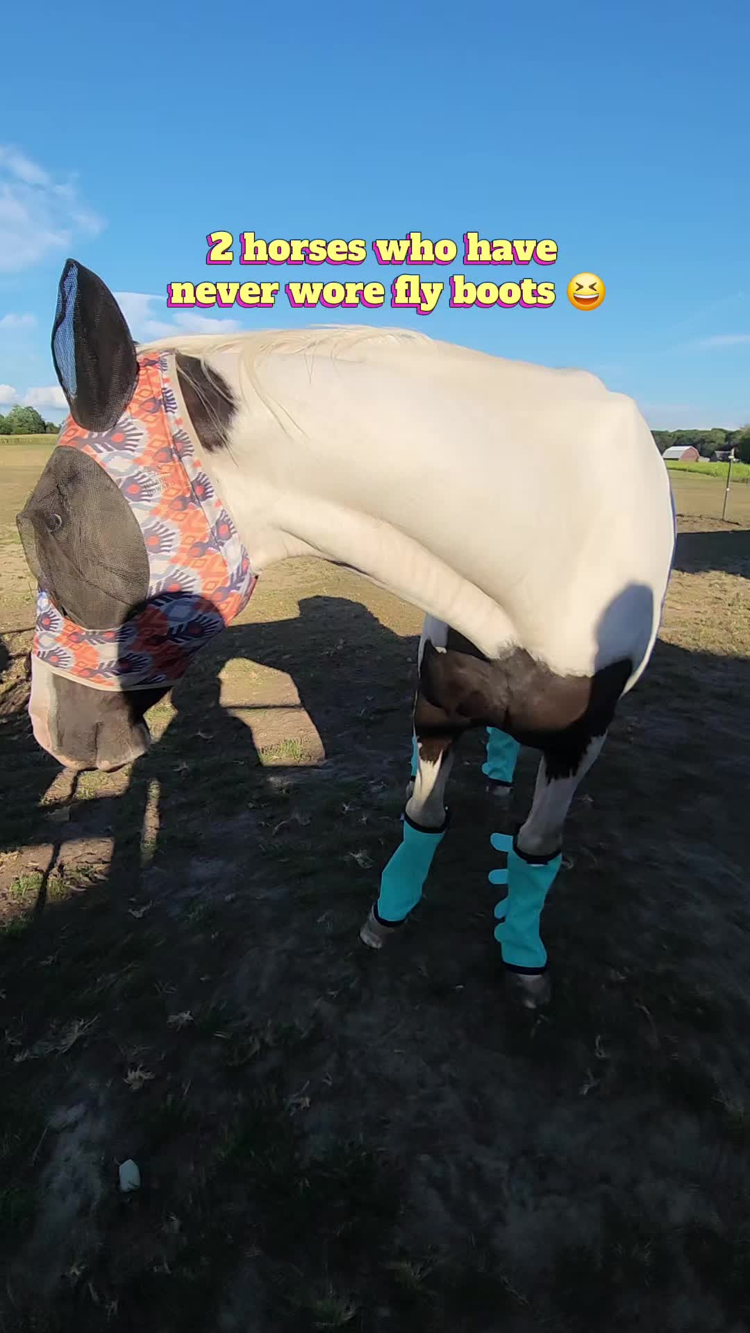@minihorsemomandtrainer🐴🐴🐴🐴