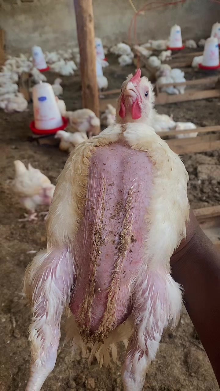 @Pablo farms 🐓🐣🐥🍗🐐🦆🐷🐖🍅