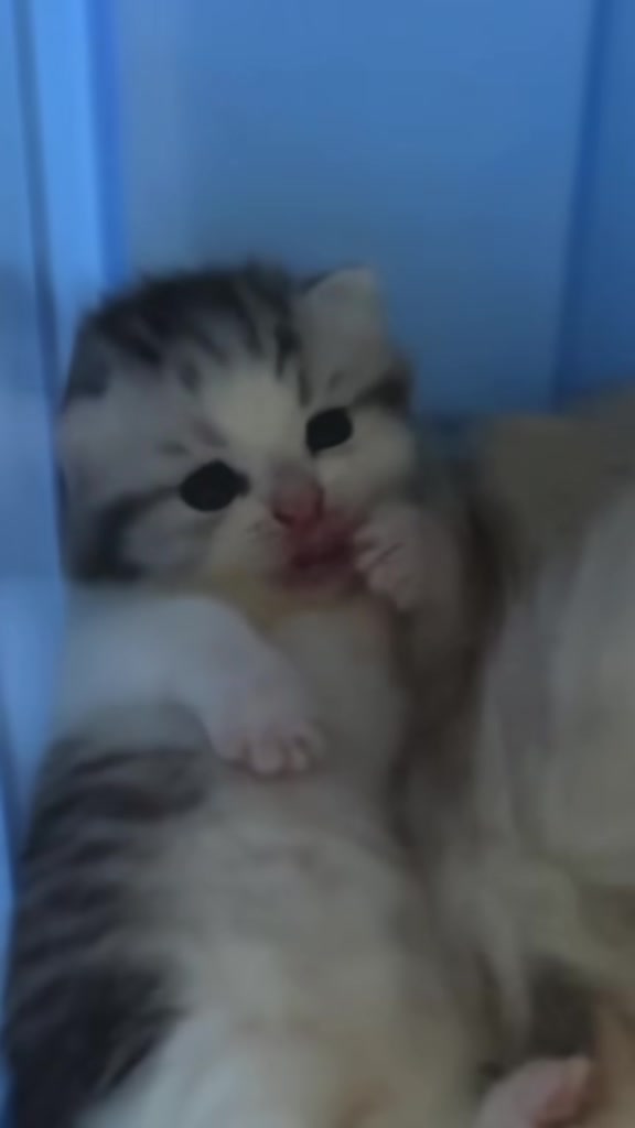 @catbosssss