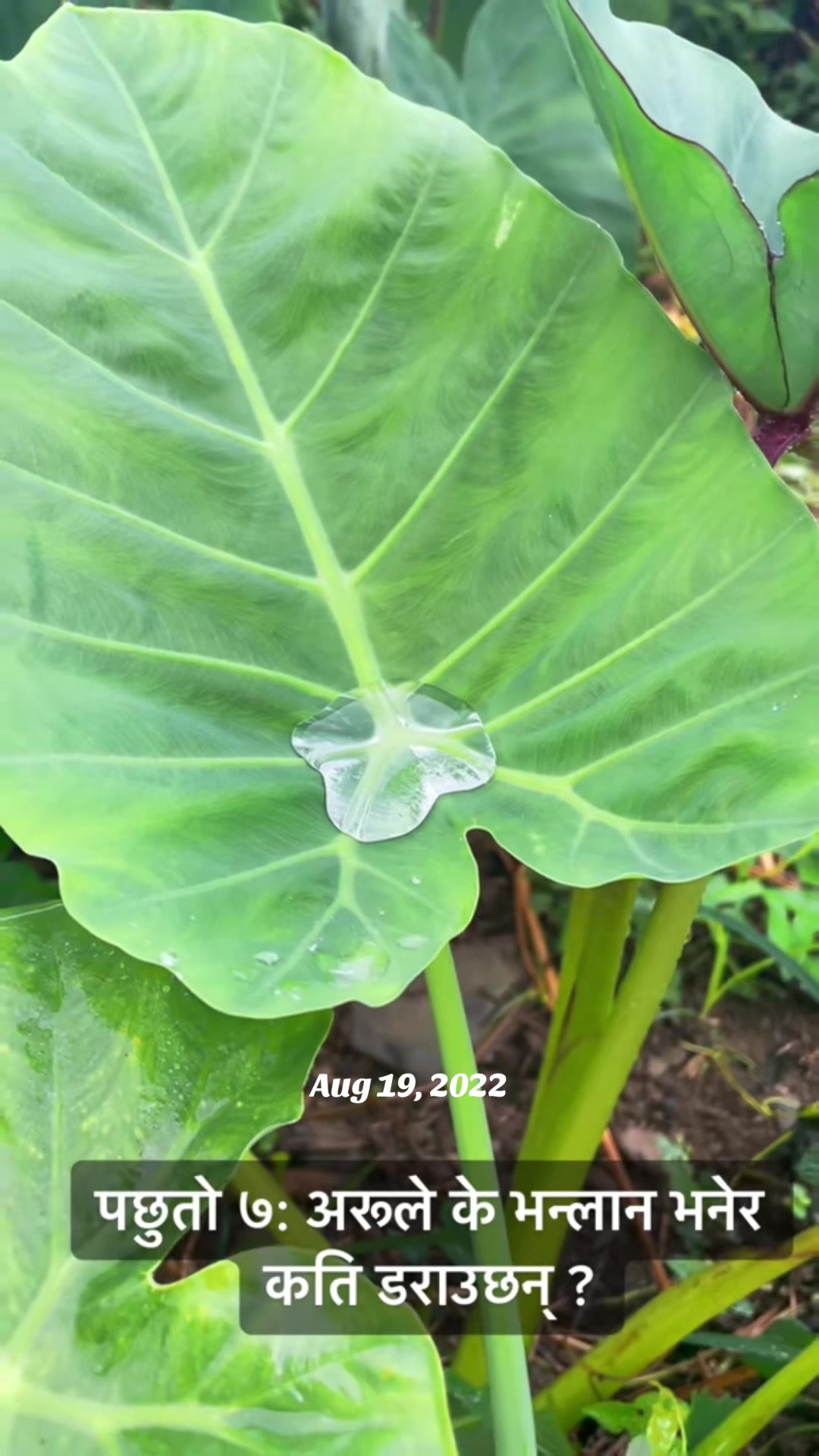 @आमा र जग्गुदिदी