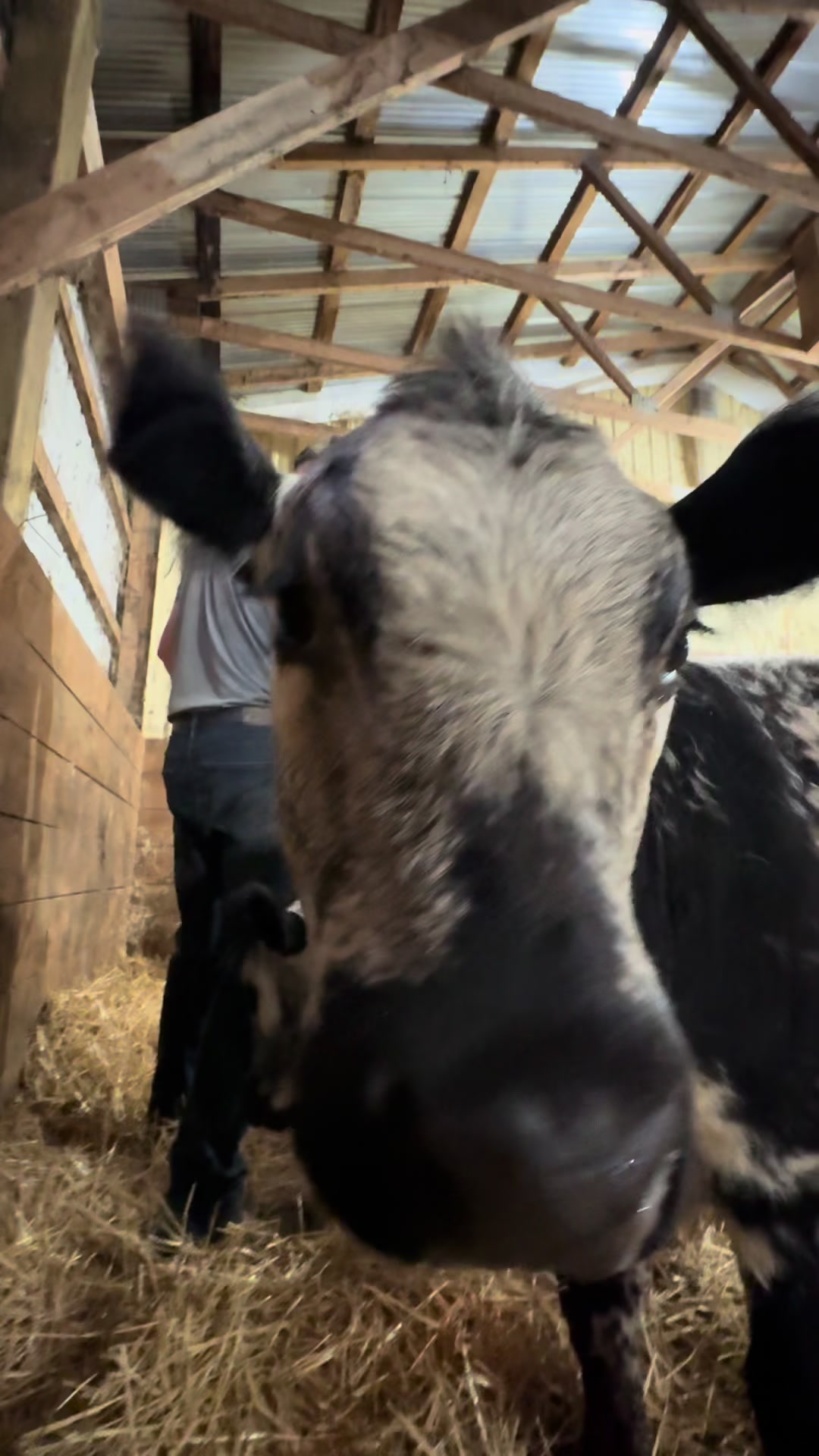 @Speckle Park Cattle 🇨🇦