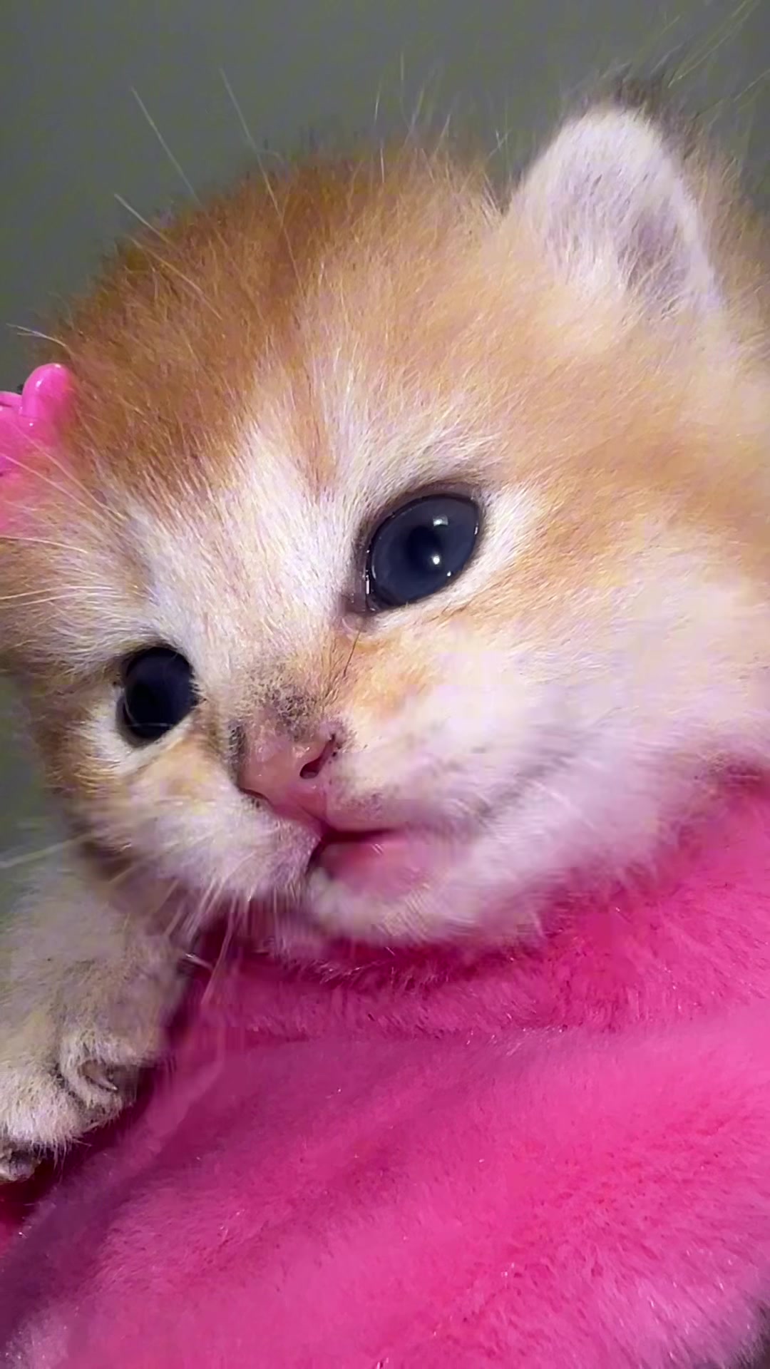 @Soothing Cats😻