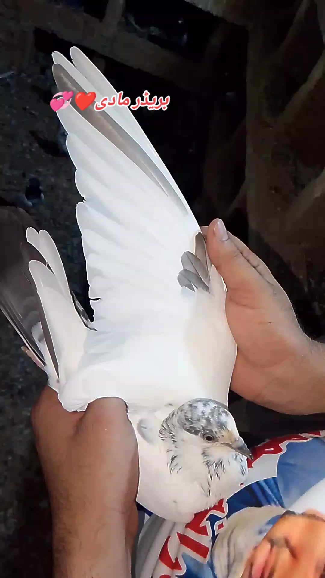 @Pigeons Cages maker 💞
