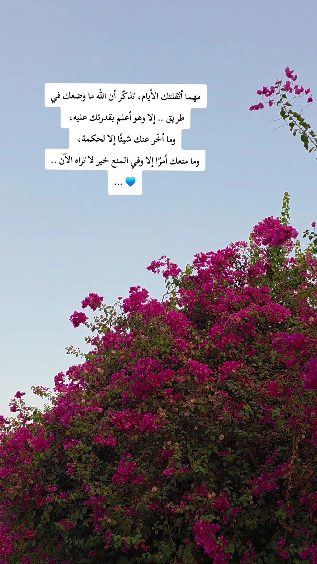@لأَبْي ..🕊️رَوْحٌ ورَيْحان 🌿