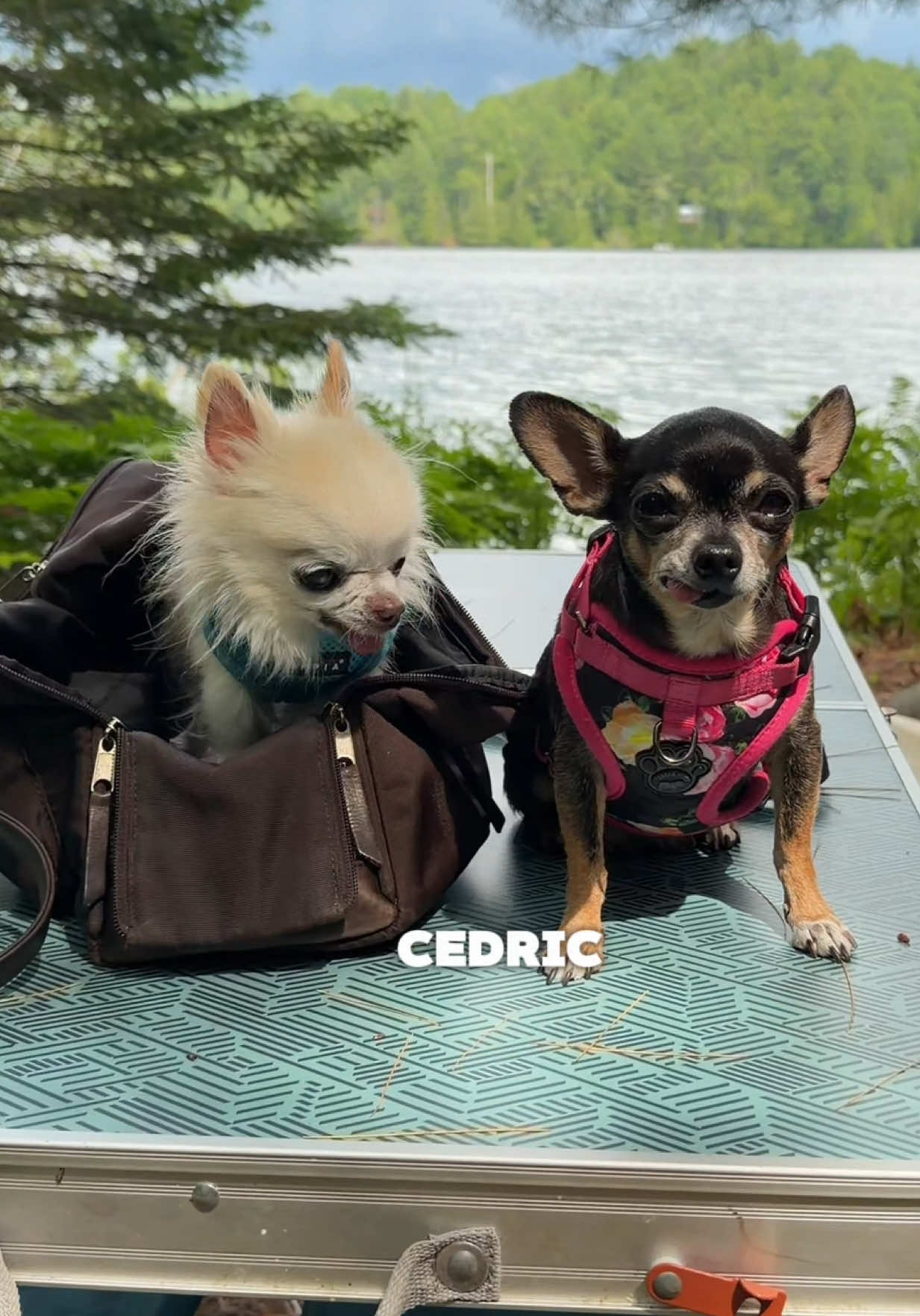 @Tiny Chihuahua Cedric & Maya
