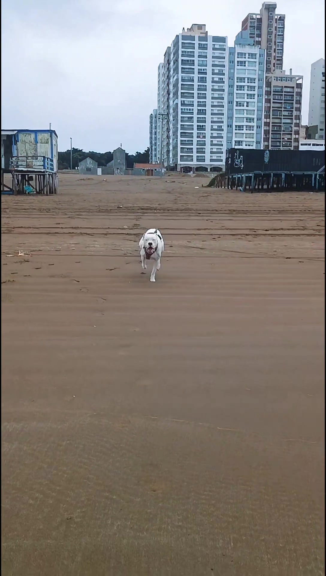@Flor&Tango Dogo Argentino 🇦🇷